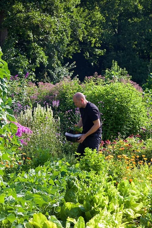 Ronald-aan-het-plukken-in-zijn-moestuin