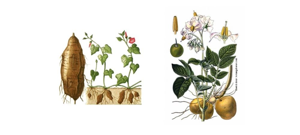 Windefamilie nachtschadefamilie