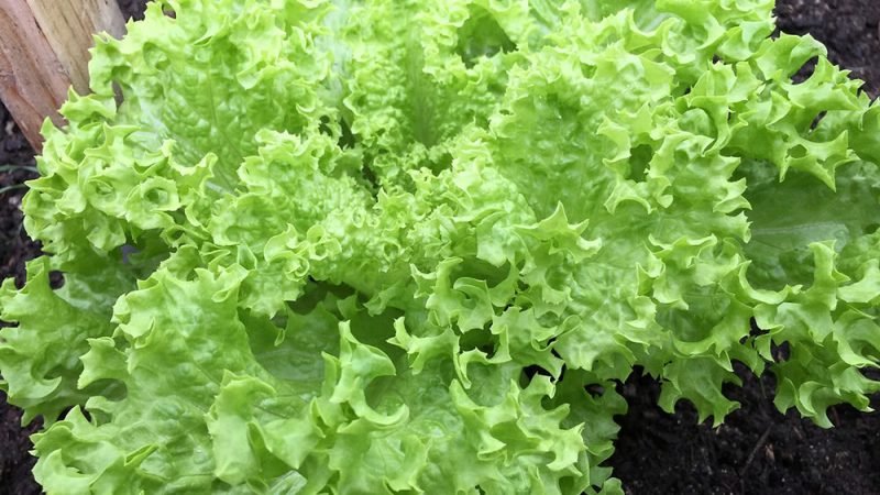 Andijvie recepten en tips