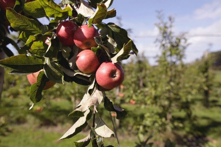 Biologische winkel 10.3 768x512