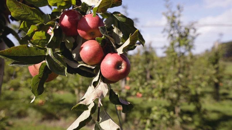 Biologische winkel 10.3 800x450