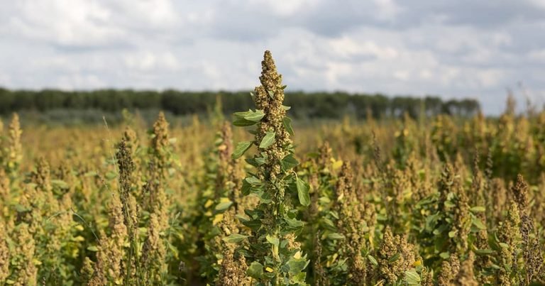 Biologische winkel 16.3 768x403