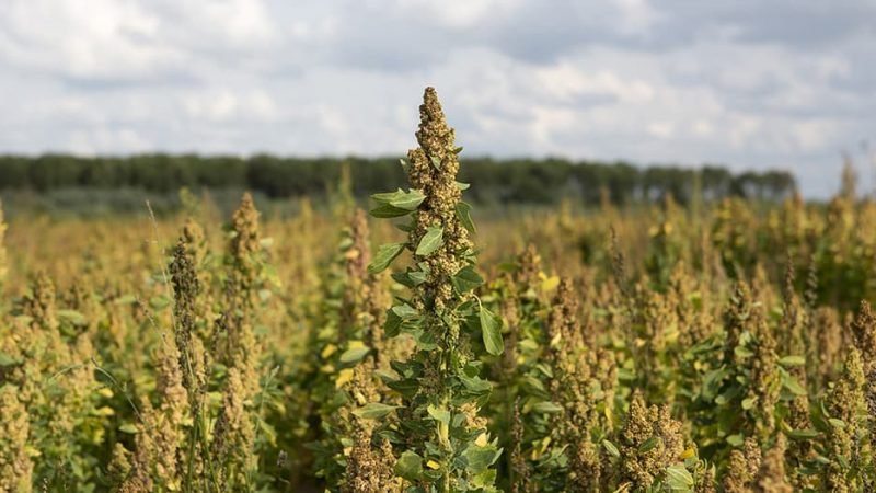 Biologische winkel 16.3 800x450