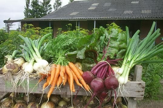 Biologische winkel 2.1