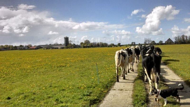 Biologische winkel 37.2 800x450