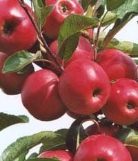 Biologische winkel 51.2