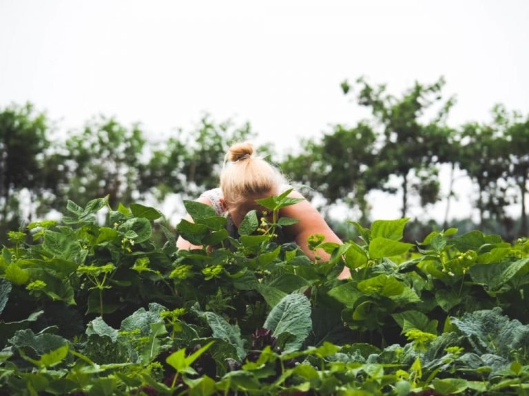 Biologische winkel 9.1 768x576