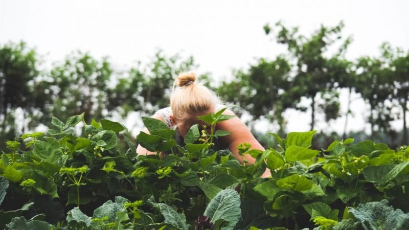 Biologische winkel 9.1 800x450