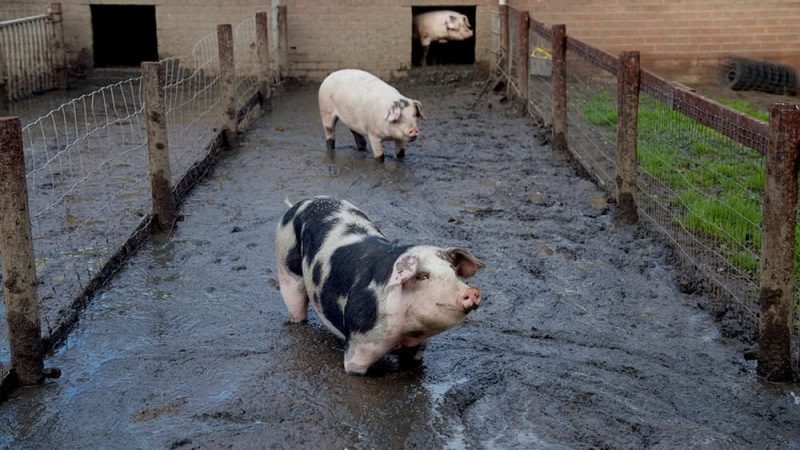 De Bonte Bentheimer 800x450