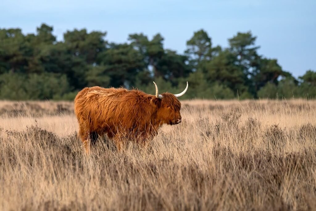 Duinreservaat Schotse Hooglander