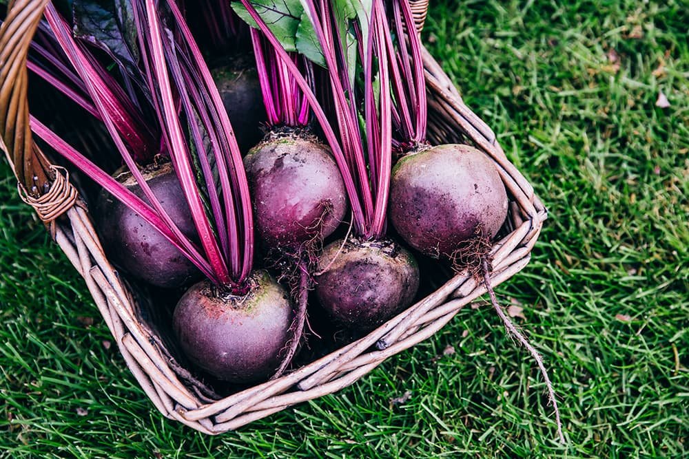 Rode bieten