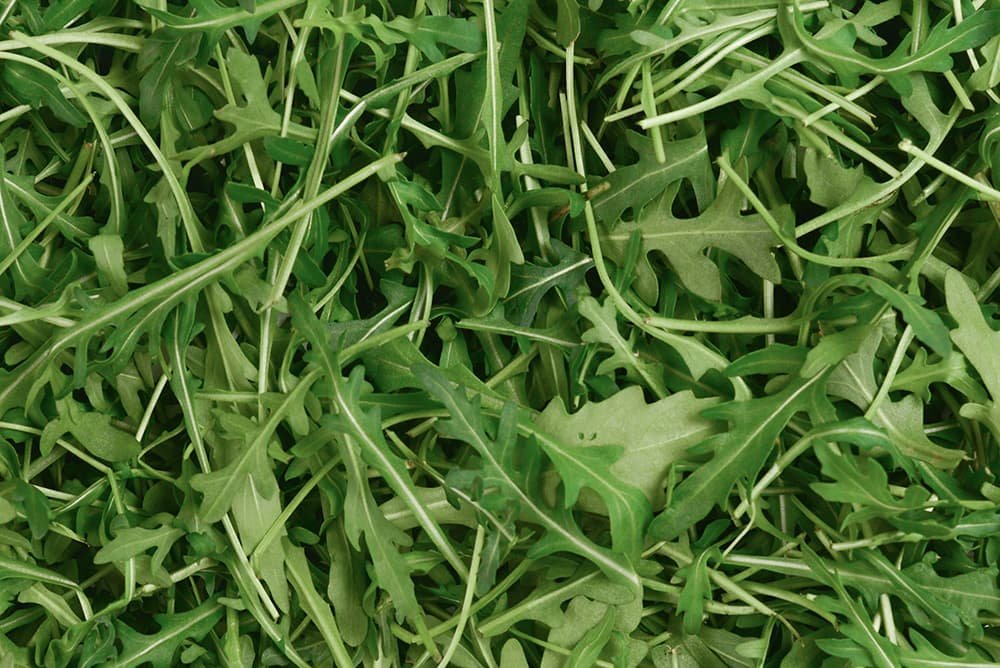 Rucola