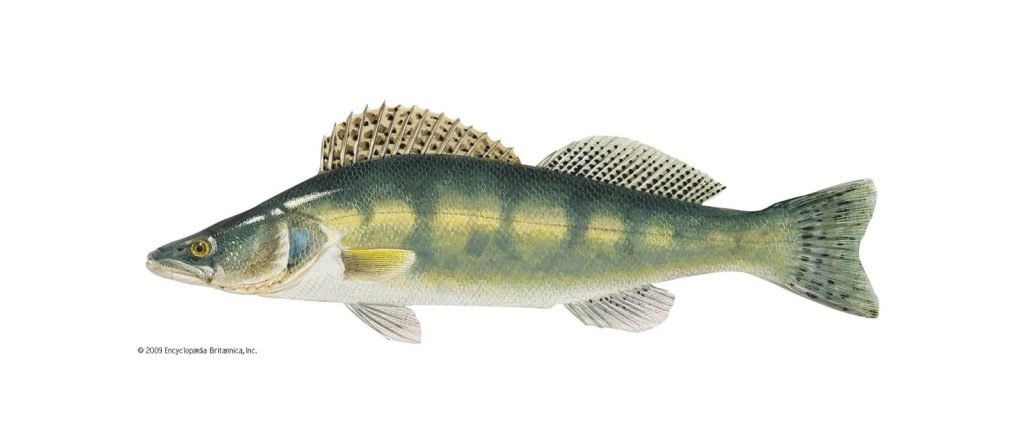 Informatie over snoekbaars