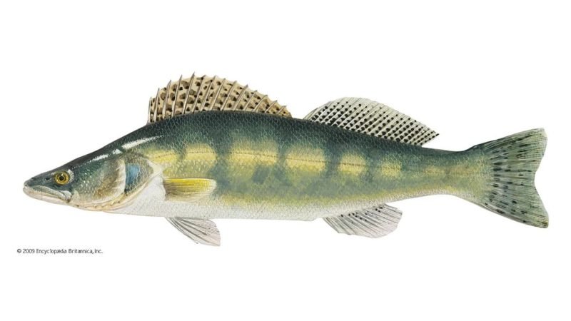 Informatie over snoekbaars