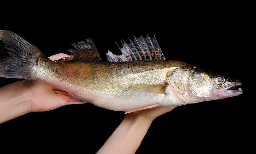 Verschil tussen snoekbaars en snoek