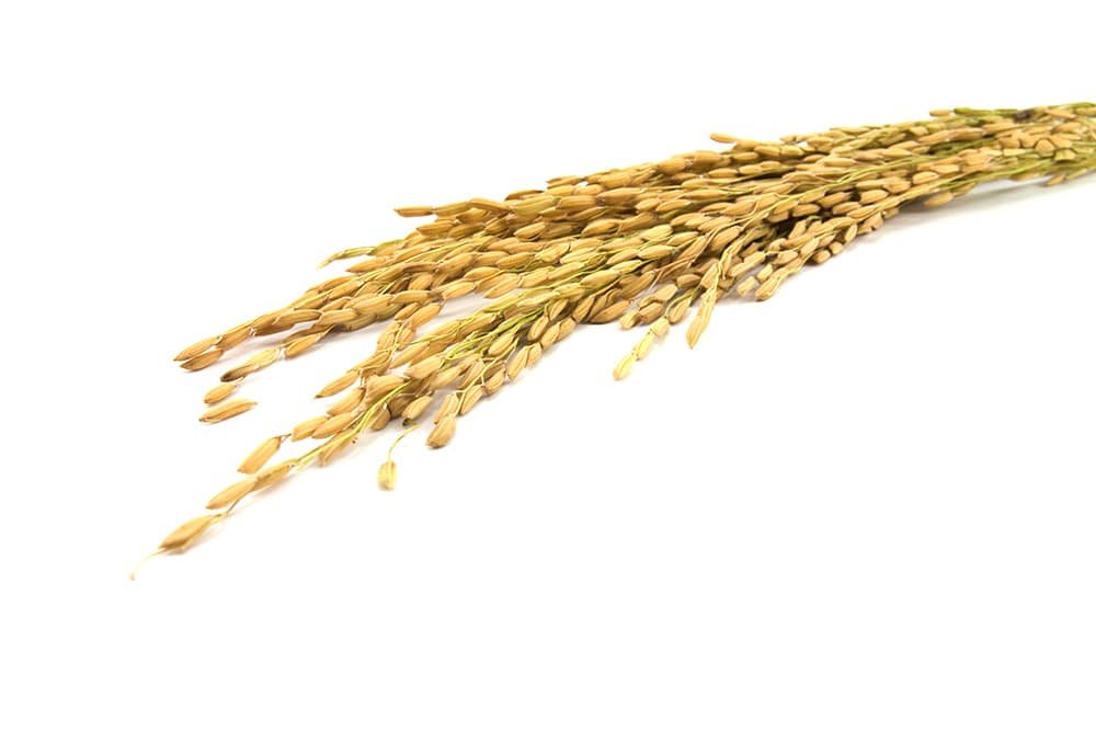 Rijst wordt niet geoogst als witte rijst