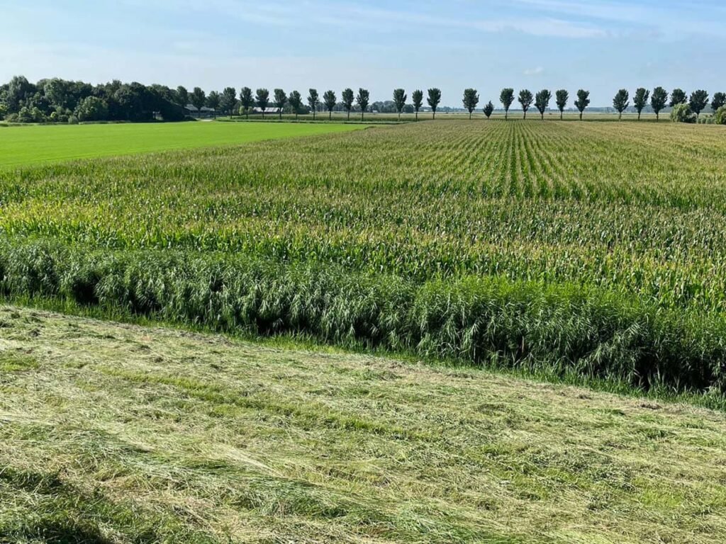 Laag Holland Nederlands platteland