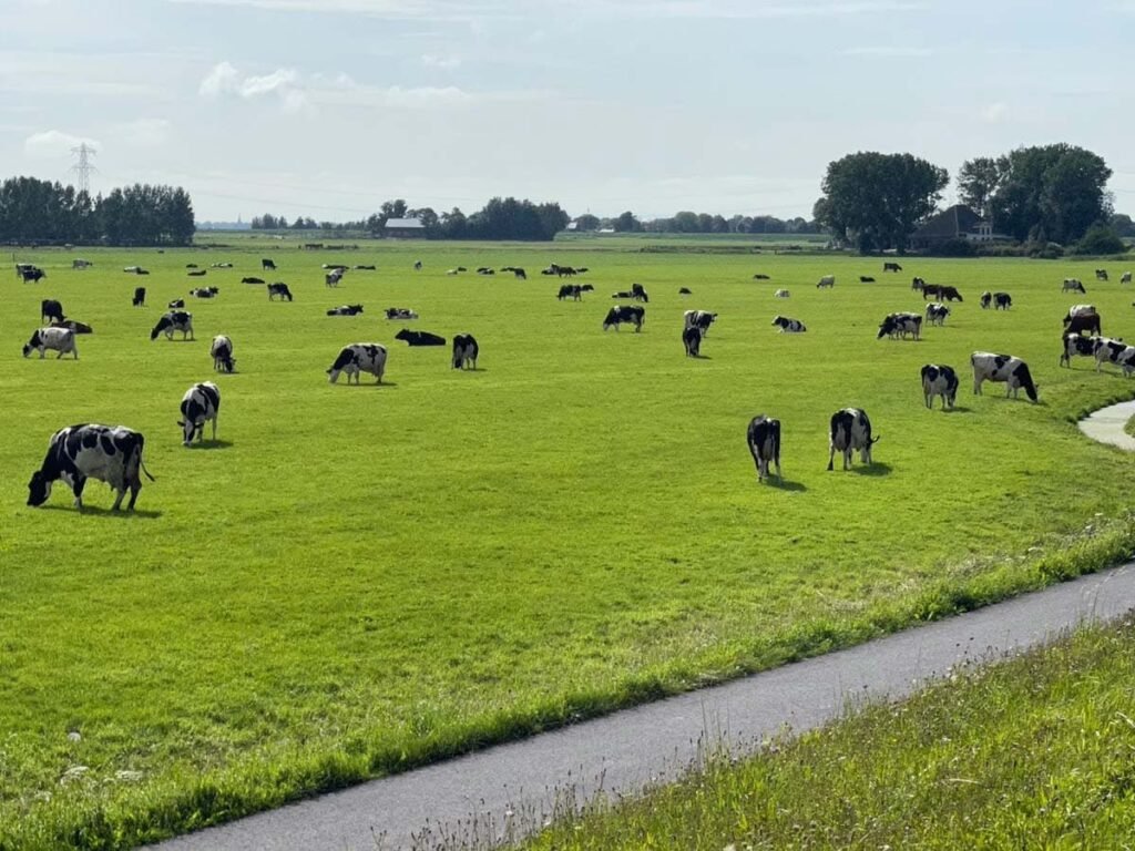 Laag Holland, de achtertuin van Amsterdam