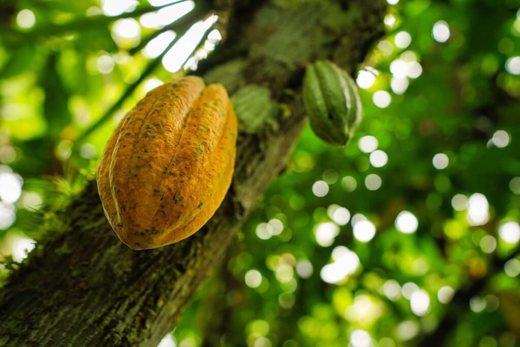Cacao vrucht